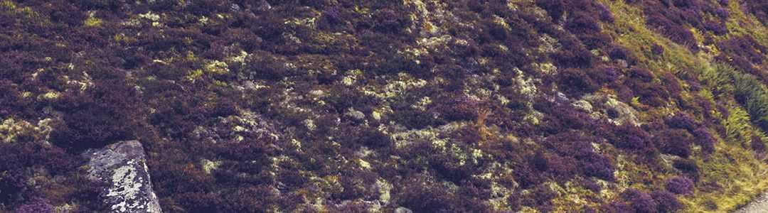 background_path_half